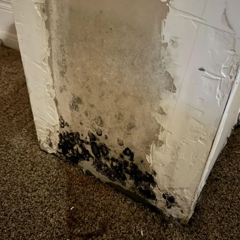Professional Mold Removal in Pelham, AL